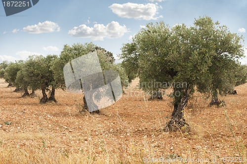 Image of Olive trees