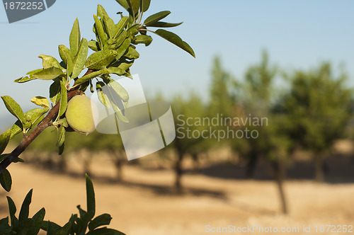 Image of Almond fruit on the branch