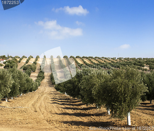 Image of Young olive trees