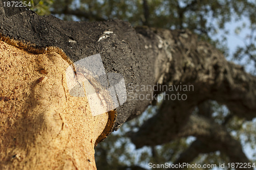 Image of A corkwood tree