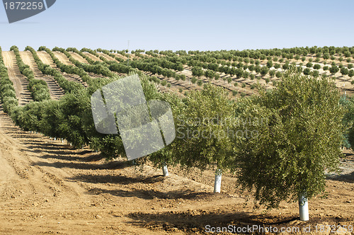 Image of Young olive trees