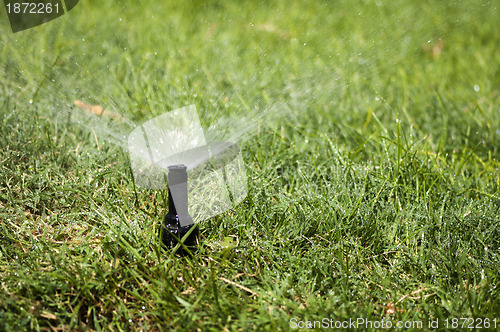 Image of Watering the garden