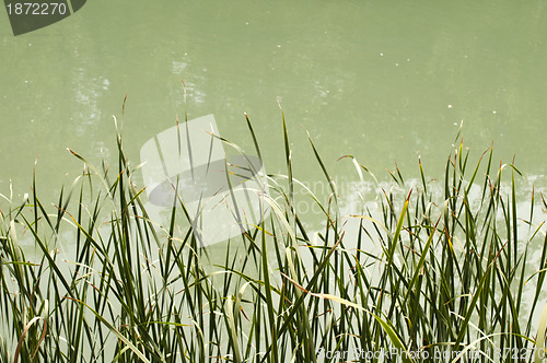 Image of Cane in River