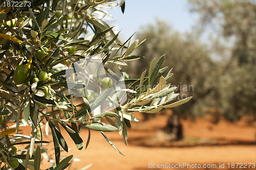 Image of Olive plantation and olives on branch