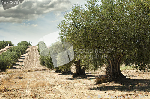 Image of Olive trees