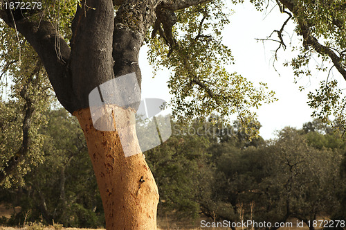 Image of A corkwood tree