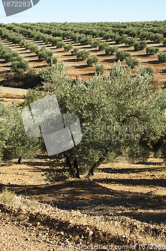 Image of Olive trees