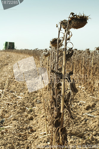 Image of Harvester reaps sunflowers