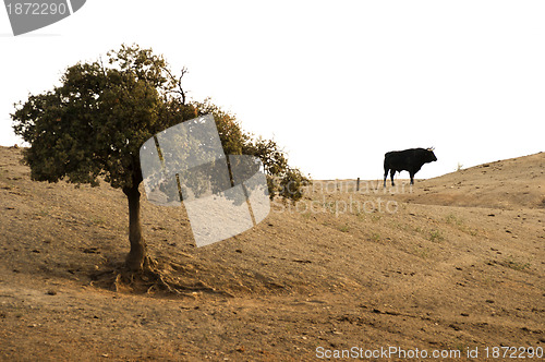 Image of Black bull on a farm