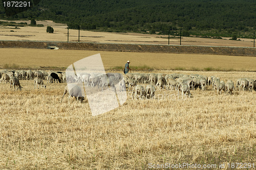 Image of Herd of sheep