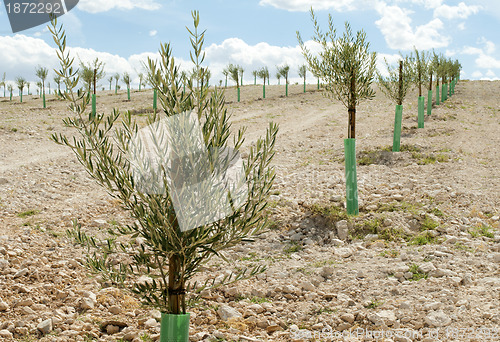 Image of Yang olive trees in a row