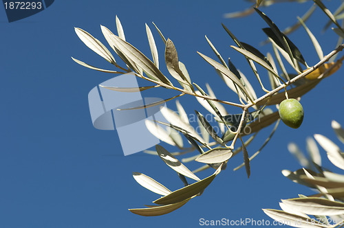 Image of Olives on a branch