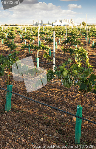 Image of Young vineyards and wine fabric