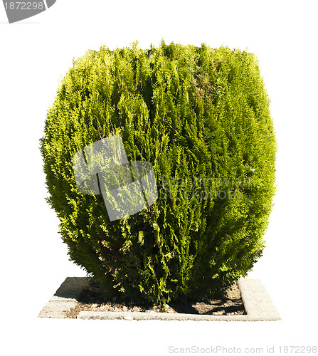 Image of Green garden shrub