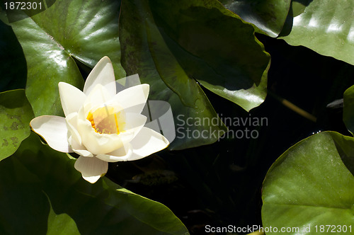 Image of Water lily flower