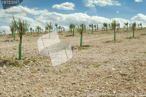 Image of Yang olive trees in a row