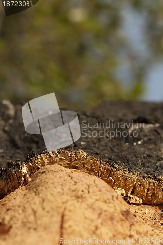 Image of A corkwood tree