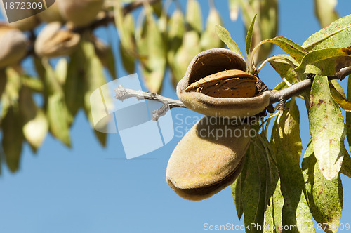 Image of Nearly ripe almonds