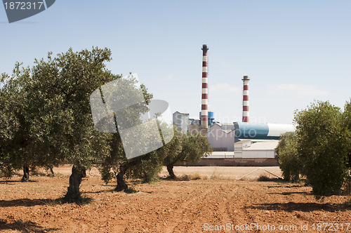 Image of Olive trees and factory