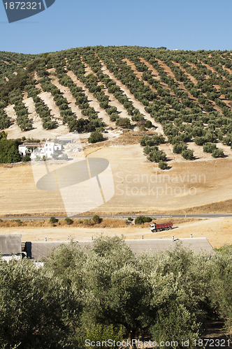 Image of Olive trees in plantation