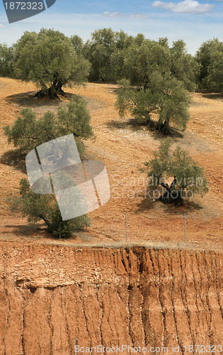 Image of Olive plantation