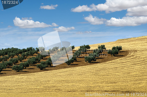 Image of Olive trees