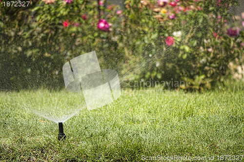 Image of Watering the garden