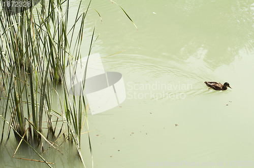 Image of Cane in River and wild ducks