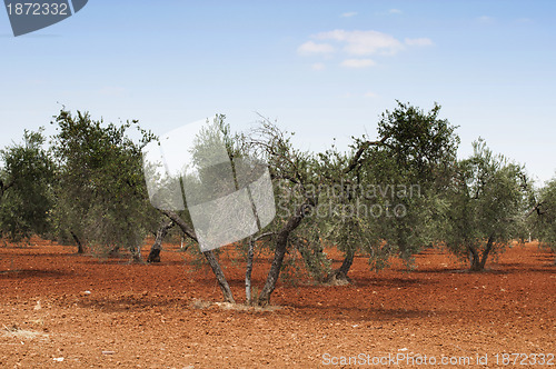 Image of Olive trees in plantation