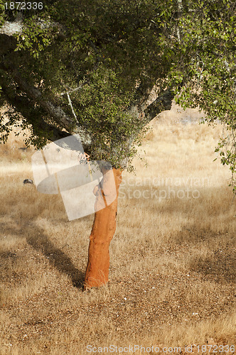 Image of A corkwood tree