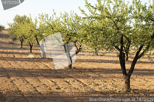 Image of Almond plantation trees