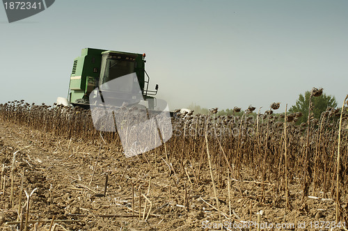 Image of Harvester reaps sunflowers