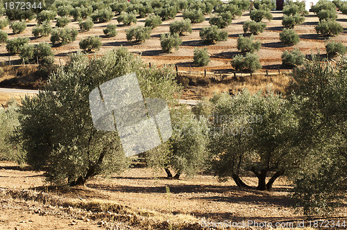 Image of Olive trees