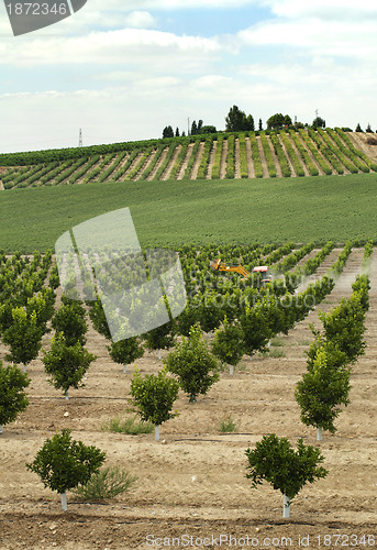 Image of Yang orange trees plant