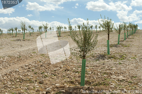 Image of Yang olive trees in a row