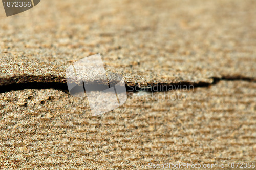 Image of Tree crust close up