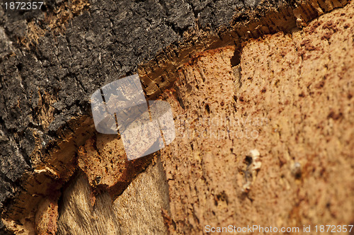 Image of Cork crust