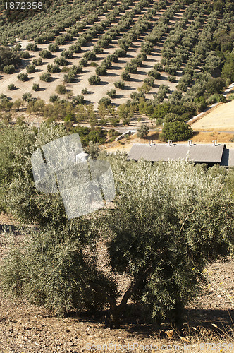 Image of Olive trees in plantation