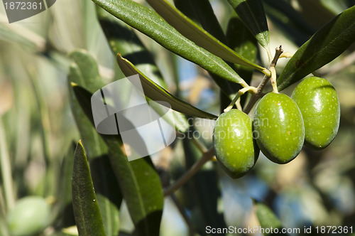 Image of Olives on a branch