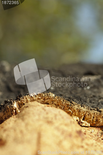 Image of A corkwood tree