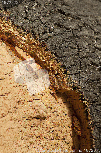 Image of Cork crust