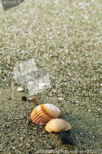 Image of Beach sand and shells