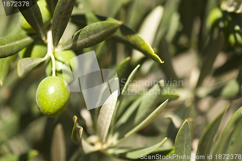 Image of Olives on a branch