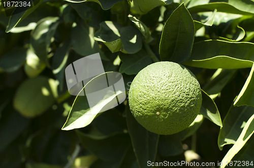 Image of Green unripe orange fruit