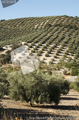 Image of Olive trees in plantation