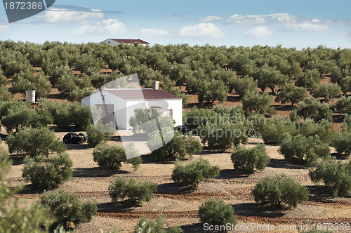 Image of Olive trees