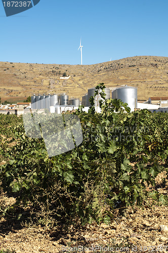 Image of Vineyards and winery factory