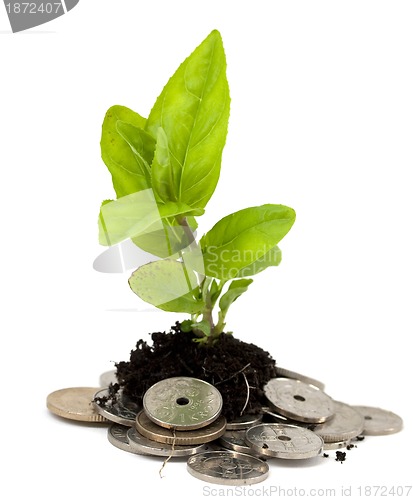 Image of Money tree