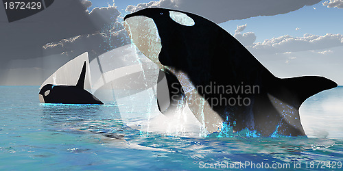 Image of Orca Whales