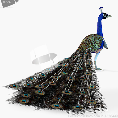 Image of Peacock Profile